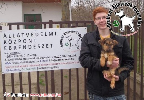 Állatmentés: Szerető Gazdinál Puppy