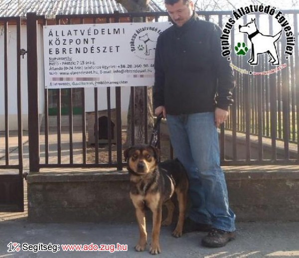 Szerető Gazdihoz került Csaba kutyus a felajánlott adóegyszázalékoknak köszönhetően!