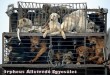 Az Orpheus Állatvédõ Egyesület sintérprevenciós kutyamentõ programja évek óta töretlen!