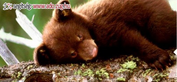 WWF Világ Természeti Alap Magyarország Alapítvány