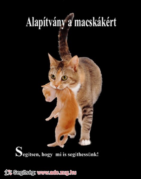 Alapítvány a macskákért