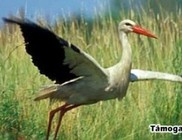 CSEMETE Természet és Környezetvédelmi Egyesület CSEMETE Természet és Környezetvédelmi Egyesület
