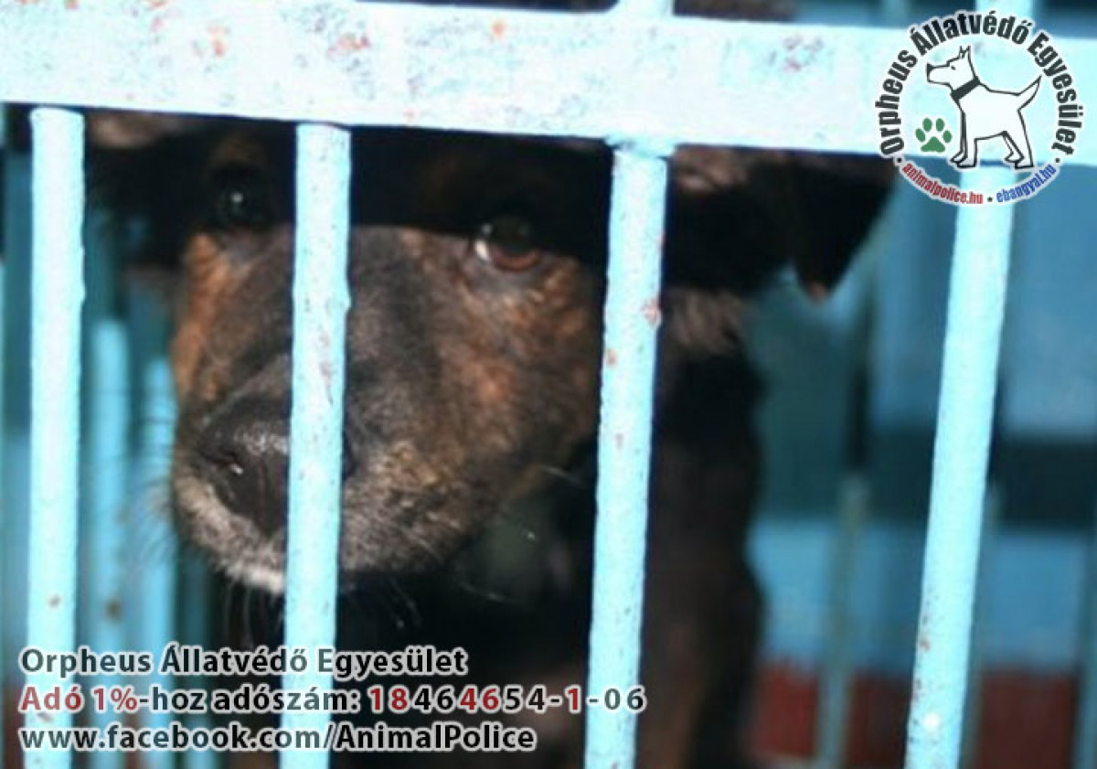 Állatok, állatvédelem