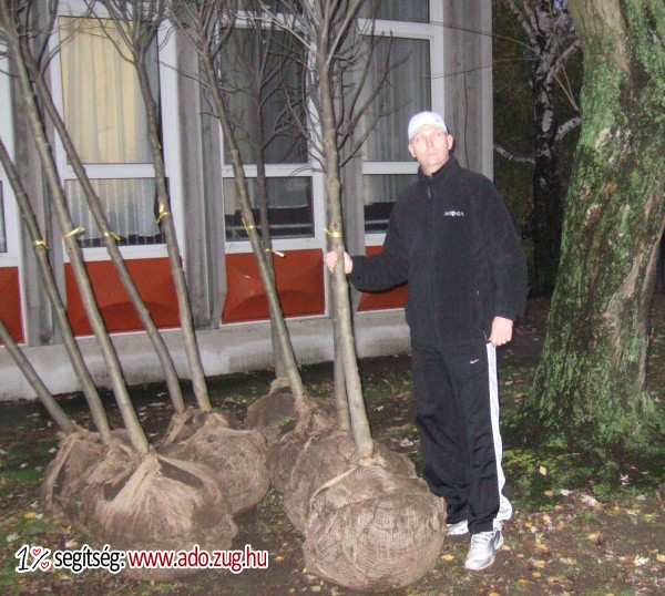 ÖKO Munkacsoport Alapítvány